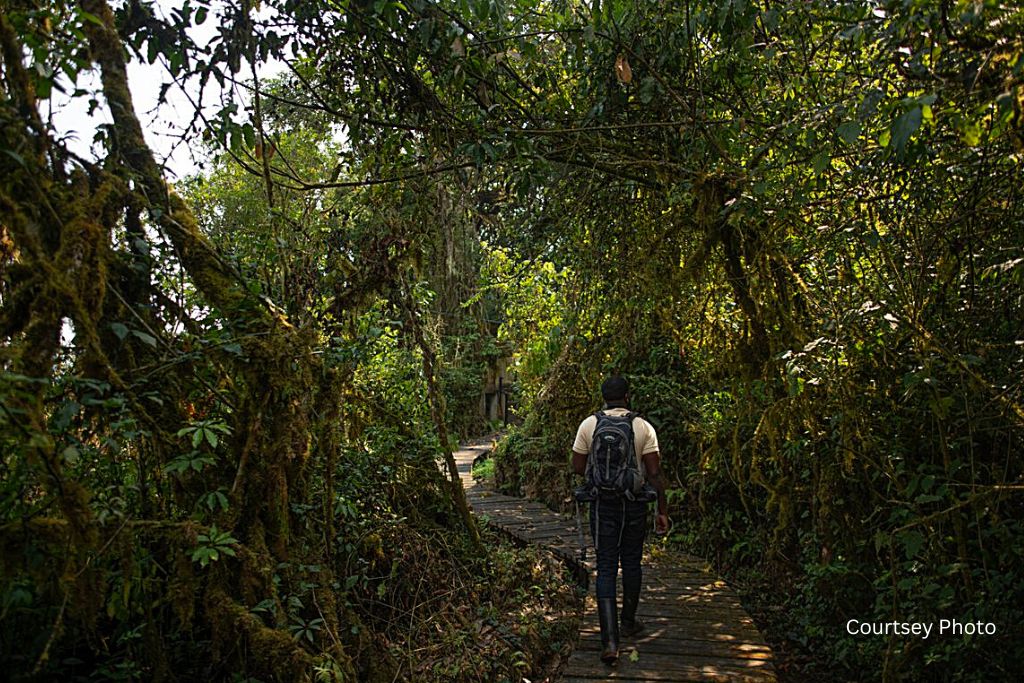 hiking Nyungwe forest