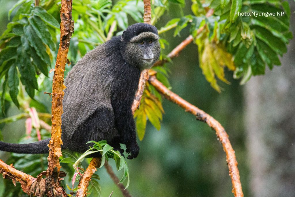 Primate Species In Nyungwe Forest