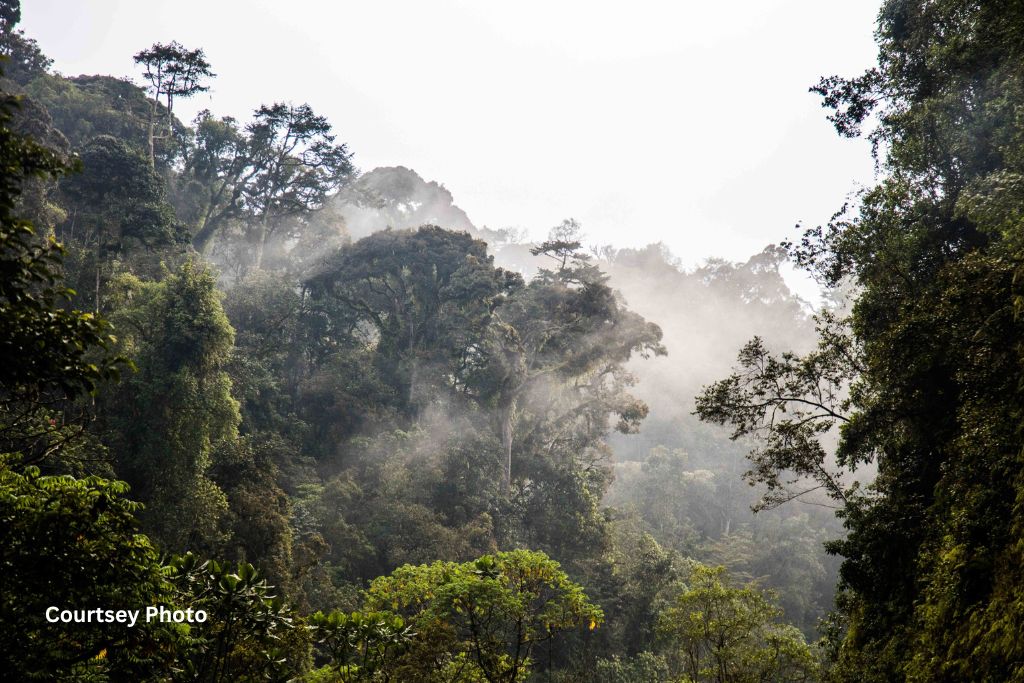 A Day In Nyungwe Forest National Park