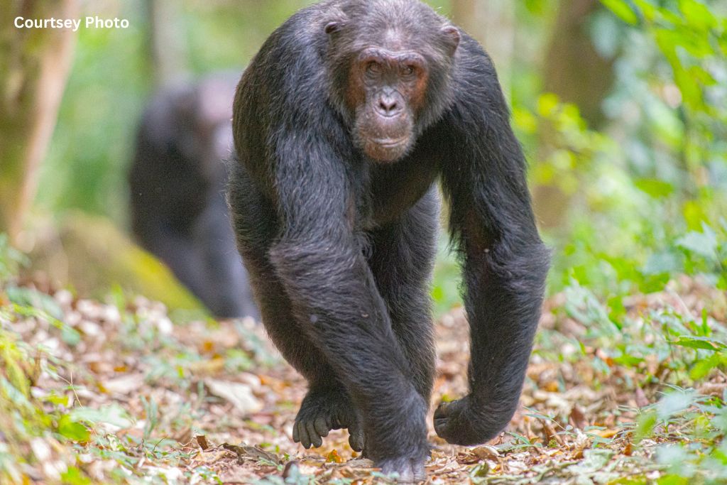 The Joy Of Meeting Chimpanzees In Nyungwe Forest