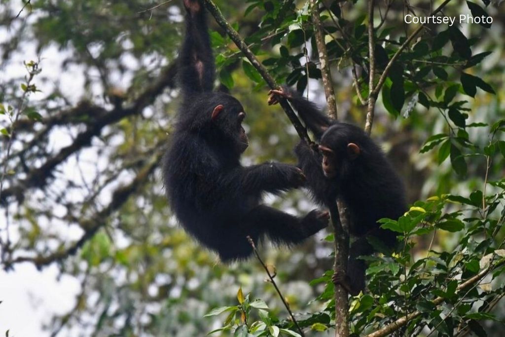 Assistance To Book My Chimpanzee Permit In Nyungwe Forest