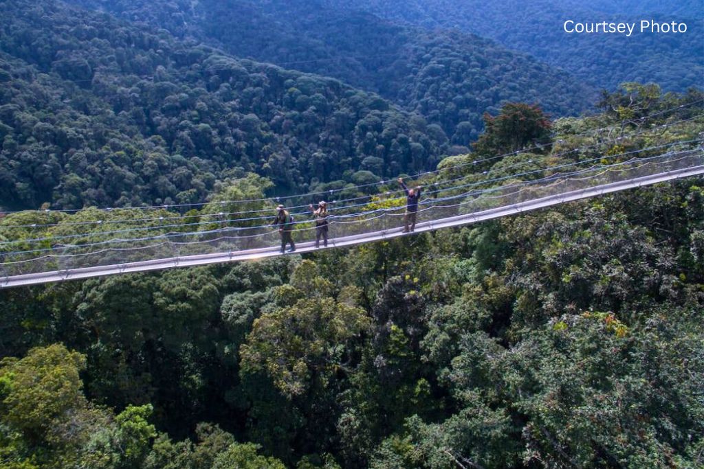 Nyungwe Canopy Walk And Tea Plantation Visit In 1 Day