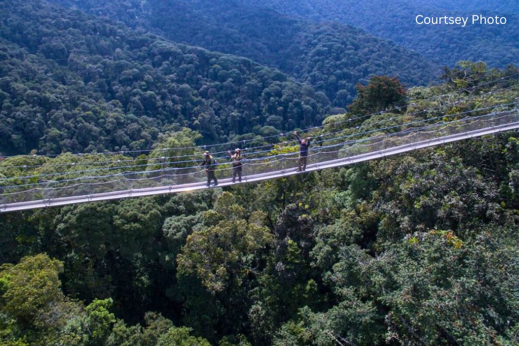 Canopy Walk And Tea Plantation