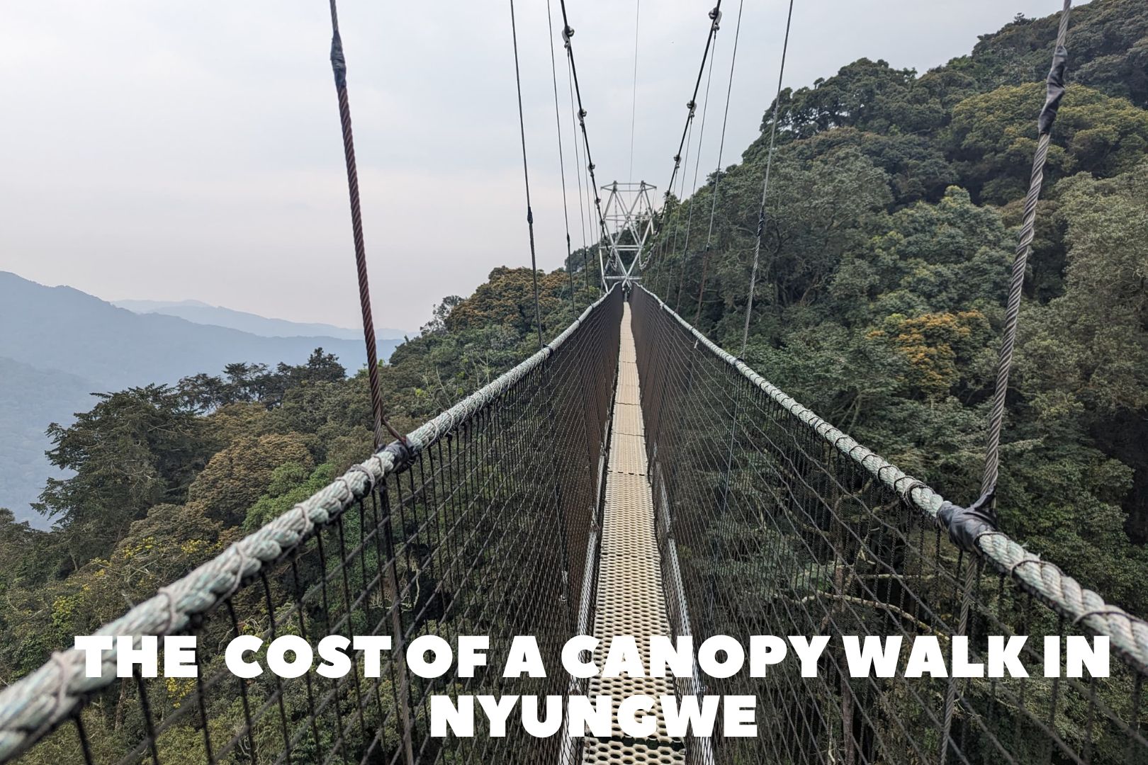 The Cost Of Canopy Walk In Nyungwe Forest