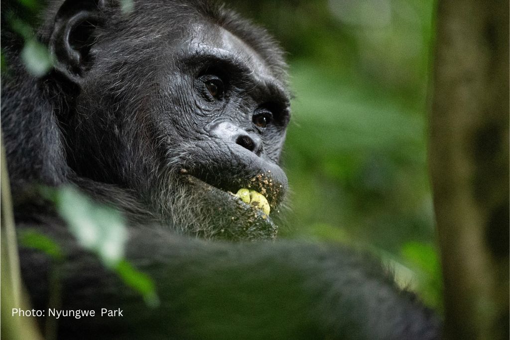 Chimps Habituation Experience In Gisovu