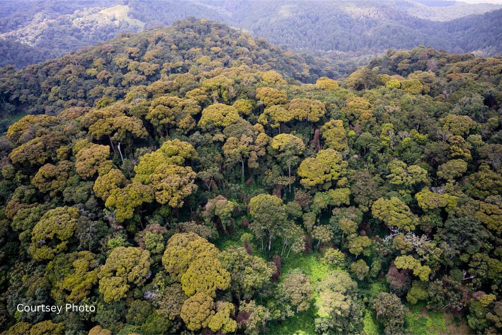 Hiking Muzimu Trail In Nyungwe Forest