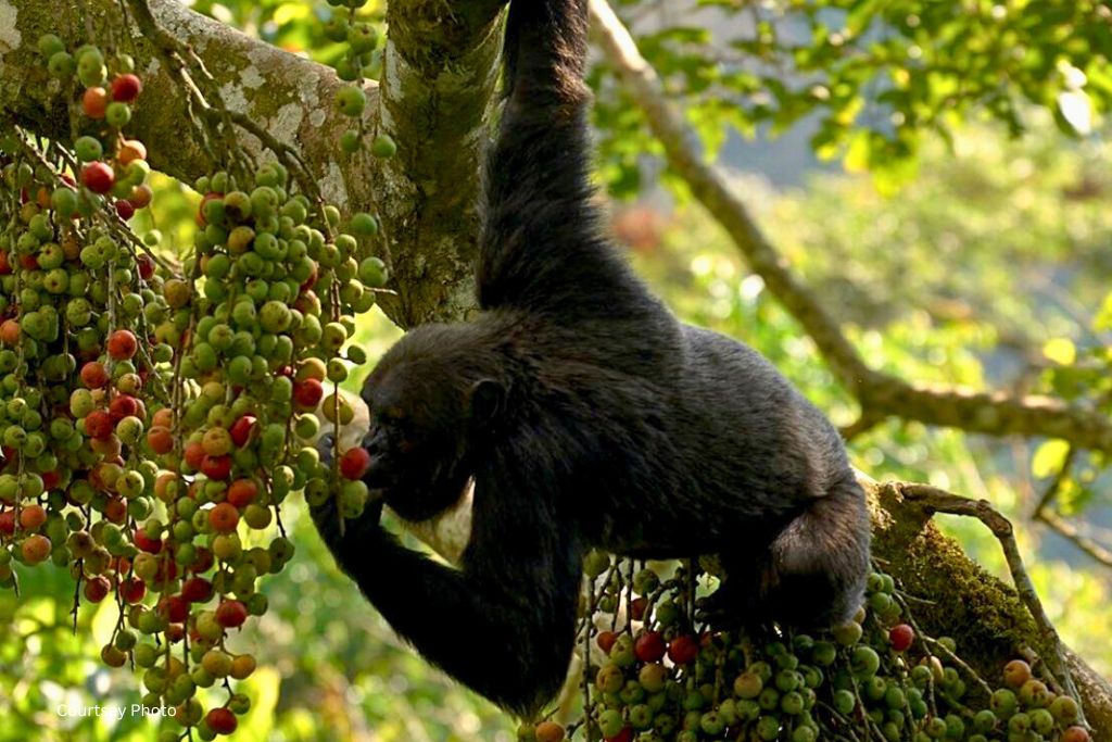 Track Cyamudongo Chimpanzee Community