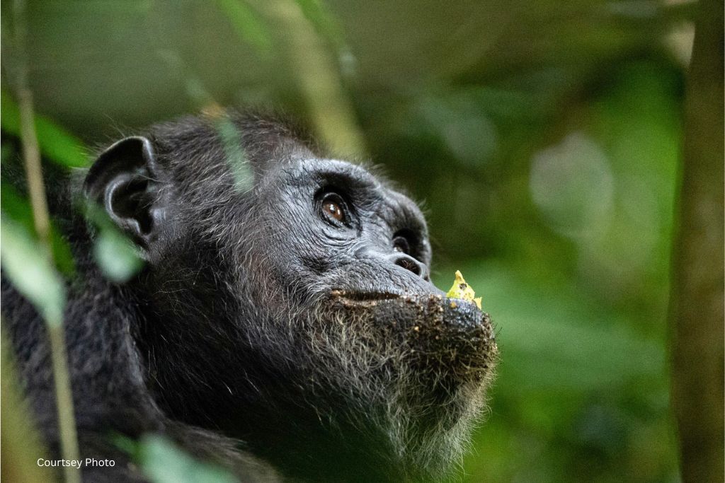 Book & Track Uwinka Chimpanzee Community