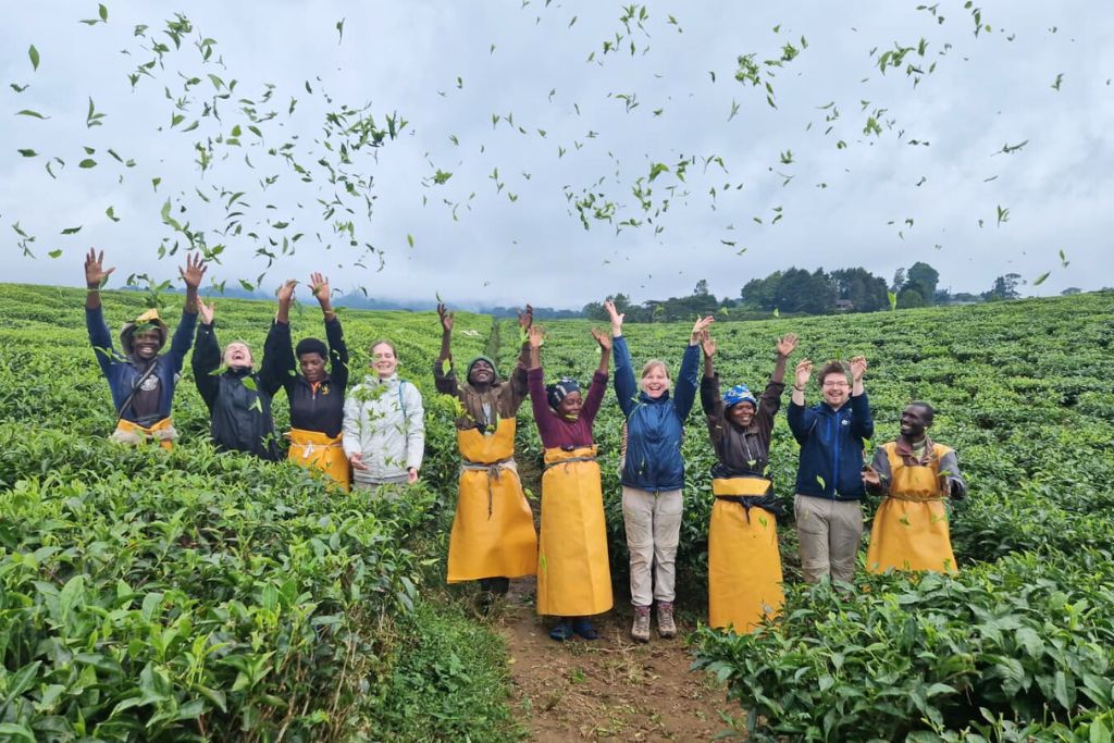 Gisakura Tea Tour Experience In Nyungwe